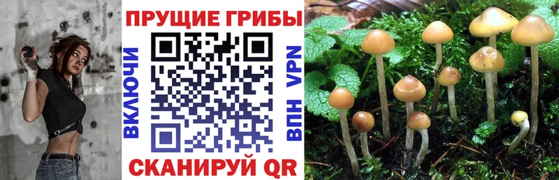 Галлюциногенные грибы мицелий  купить наркоту  Канаш 